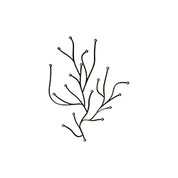 �����k���Ʒ CG-A1559